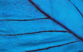 Wing of a butterfly Ulysses. Wing of a butterfly texture background. Close up photo