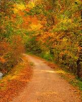 Pathway in the forest at autumn photo