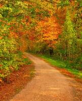 ruta en el bosque a otoño foto