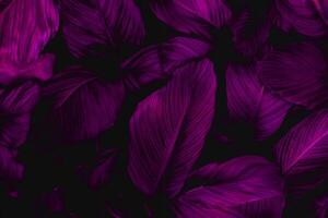 hojas de spathiphyllum cannifolium, resumen vistoso textura, naturaleza fondo, tropical hoja foto