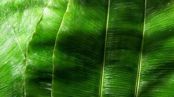 Banana leaves background photo