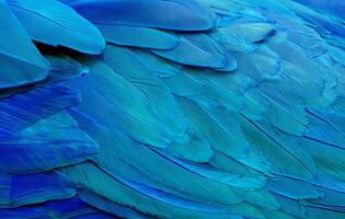 Close up of Blue macaw birds feathers background and. photo