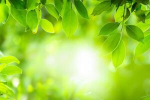 Closeup green leaf on blurred background photo