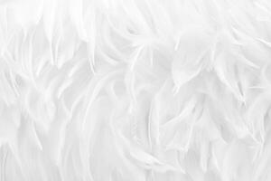 Beautiful white grey bird feathers pattern texture background. photo