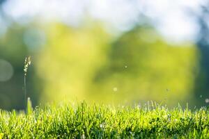 Fresh green grass in a park with an abstract green background photo