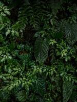 Closeup view of lush green tropical rainforest plants flowers leaf jungle cloud forest leaves in Mindo Ecuador photo