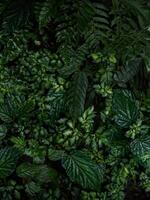 Closeup view of lush green tropical rainforest plants flowers leaf jungle cloud forest leaves in Mindo Ecuador photo