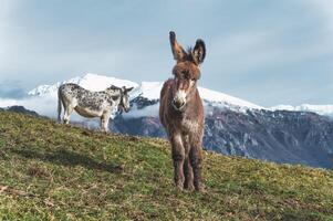 Two mules in the high mountains photo