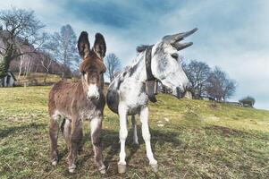 Two mules, one light, one dark photo