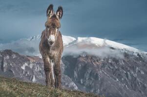 un poni con nieve montañas antecedentes foto