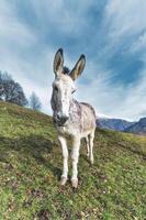 A mule in the meadow photo