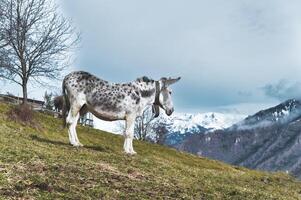 un manchado blanco mula en el prado en el montañas foto