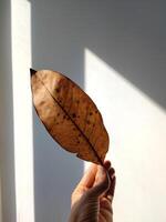 Yellowed, dry leaf in hand on a white wall photo