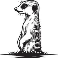 Meerkat Sketch Drawing. vector