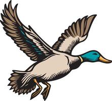 Wild Duck Illustration. vector