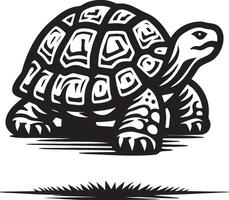 Tortoise Sketch Drawing. vector