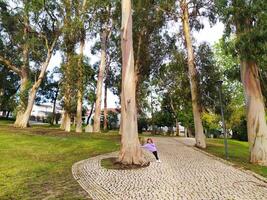 un pequeño niña en contra el antecedentes de un alto eucalipto árbol en el parque. foto