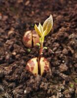 de cerca de un creciente planta aguacate foto