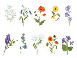Blooming wild flowers, chamomile, poppy, violet, lavender and bluebell. Botanical medical plants, meadow herbs and field shrubs vector set