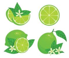 Cartoon lime. Fresh whole, half and part citrus. Organic fruit with leaves and blossom. Green and juicy ingredient vector