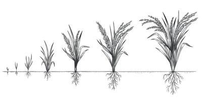 Rice growth. Plant crop growing cycle. Sketch life stages of farm cereal. Hand drawn spikelets in soil. Grains increase steps vector concept