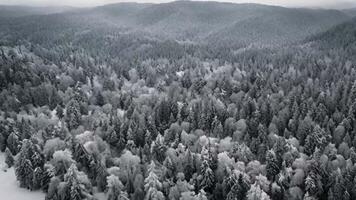 ai gerado aéreo Visão do uma denso floresta coberto dentro neve durante uma queda de neve, vôo sobre uma floresta coberto com neve dentro nevando clima, ai gerado video