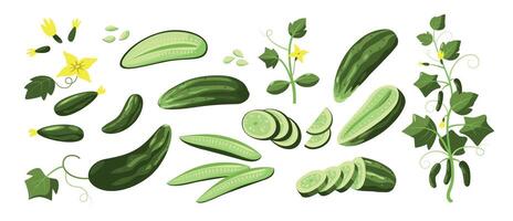 Sliced cucumber collection. Fresh organic whole pieces plant food nutrition, vegan vegetarian whole plant agriculture elements. Vector isolated set