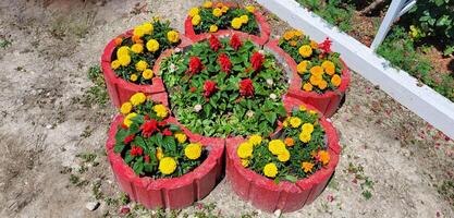 Decorative flower arrangement in the garden with a flower bed in the shape of a flower. photo