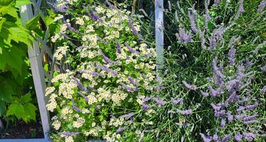 dálmata manzanilla doncella y lila lavanda en un flor cama en un brillante soleado día. foto