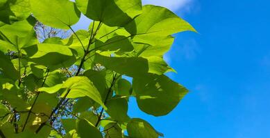 A bright background of green leaves in the spring and summer season under the hot sun in a blue sky. photo