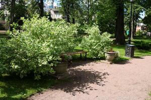 An empty bench for relaxing in the park in the shade of a bush deren white elegantissima. photo