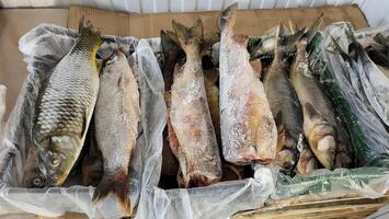 Frozen fish is on the market shelf for sale. photo