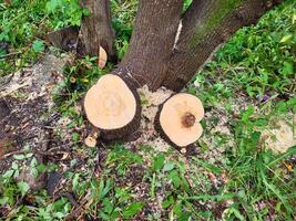 Freshly sawn stumps, pruning of unnecessary parts of the tree on a summer day. photo