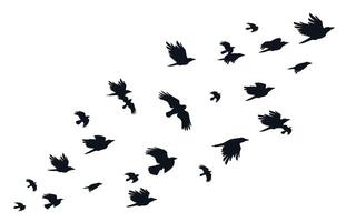 Flock of crows. Flying black birds in sky monochrome flutter raven silhouette, migrating flight group of wild rooks ornithology concept. Vector illustration