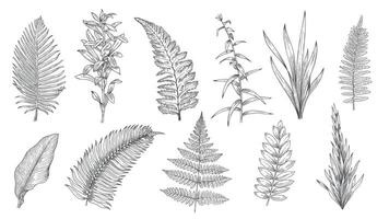 Forest plants sketch. Hand drawn grass and vintage botanical decorative collection, herbal and leaves design elements. Vector monochrome isolated set