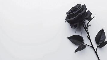 ai generado minimalista simpatía condolencias tarjeta. soltero negro Rosa flor en un apagado blanco antecedentes. funeral concepto. Copiar espacio foto
