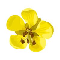 Vector illustration, Senna siamea flower, also known as cassod tree and cassia tree, isolated on white background.