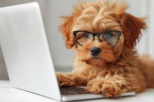 AI generated Funny puppy with glasses and book in front of a laptop, cute dog looks at the computer, white background at home photo