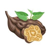 Vector illustration, He shou wu tuber, scientific name Reynoutria multiflora, isolated on white background.