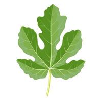 Vector illustration, fig leaves for herbal tea, isolated on white background.