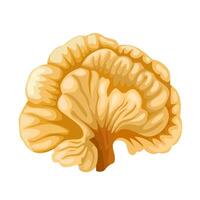 Vector illustration, Laetiporus, otherwise known as chicken of the woods, isolated on white background.