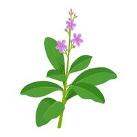 Vector illustration, Javanese ginseng plant, scientific name Talinum paniculatum, isolated on white background.