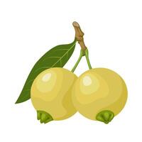 Vector illustration, Syzygium jambos, one of the rose apple species, isolated on white background.