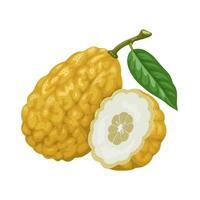 Vector illustration, Etrog, yellow citron, or Citrus medica, isolated on white background.