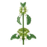 Vector illustration, horehound, scientific name Marrubium vulgare, isolated on white background.