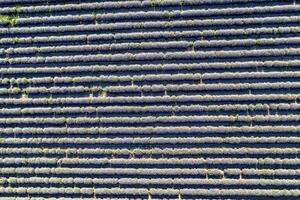 Aerial view from a drone of a carpet of lavender rows. photo