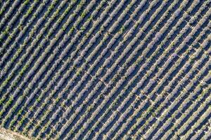 Aerial view from drone of an amazing lavender field in rows. photo