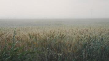 Sommer- schwer Sturm Treffer das Weizen Feld winken im das Wind. video