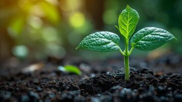 AI generated Close up green seedling growing on fertile soil with blurred nature background. Generative AI photo