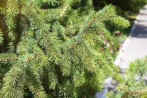 Green spruce branches on sunny day, soft focus and close-up. Natural nature background photo